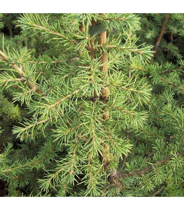 CEDRUS libani / CEDRE DU LIBAN