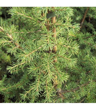 CEDRUS libani / CEDRE DU LIBAN