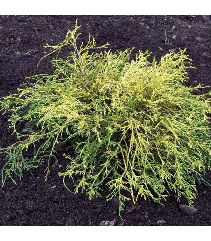 CHAMAECYPARIS pisifera Sungold / CYPRES PISIFERA SUNGOLD