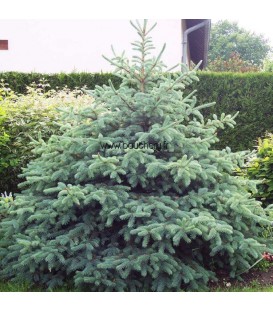 PICEA pungens glauca / EPICEA PUNGENS GLAUCA