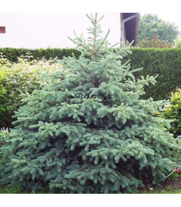 PICEA pungens glauca / EPICEA PUNGENS GLAUCA