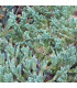 JUNIPERUS squamata Blue Carpet / GENEVRIER BLUE CARPET