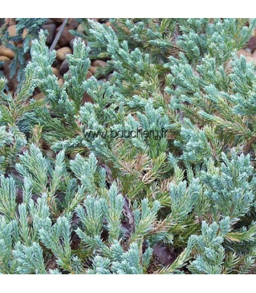JUNIPERUS squamata Blue Carpet / GENEVRIER BLUE CARPET