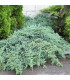 JUNIPERUS squamata Blue Carpet / GENEVRIER BLUE CARPET
