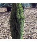 Juniperus Communis Hibernica / Genevrier D'Irlande