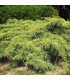 JUNIPERUS pfitzeriana Aurea / GENEVRIER DE PFITZER DORE