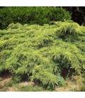 Juniperus Pfitzeriana Aurea / Genevrier de Pfitzer Dore