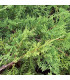 JUNIPERUS pfitzeriana / GENEVRIER DE PFITZER VERT