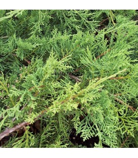 Juniperus Pfitzeriana / Genevrier de Pfitzer Vert