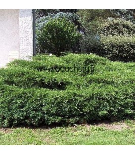 JUNIPERUS pfitzeriana / GENEVRIER DE PFITZER VERT