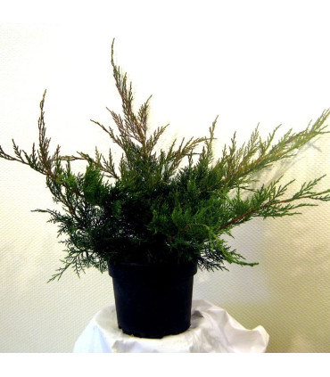 JUNIPERUS pfitzeriana / GENEVRIER DE PFITZER VERT