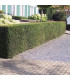 TAXUS baccata / IF COMMUN