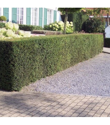 TAXUS baccata / IF COMMUN