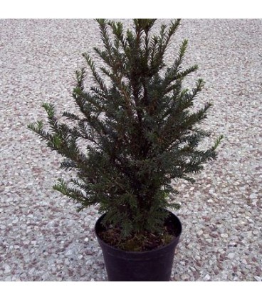 TAXUS baccata / IF COMMUN