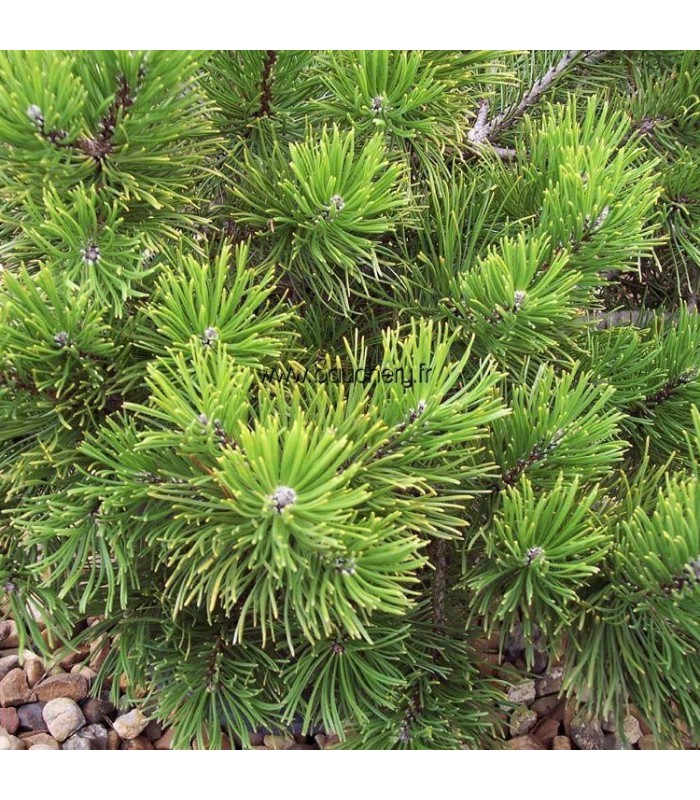 Pinus mugo pumilio фото