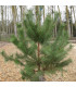 PINUS sylvestris / PIN SYLVESTRE