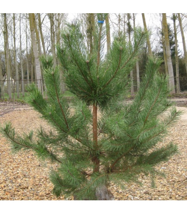 PINUS sylvestris / PIN SYLVESTRE