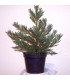 SEQUOIADENDRON giganteum / SEQUOIA GEANT