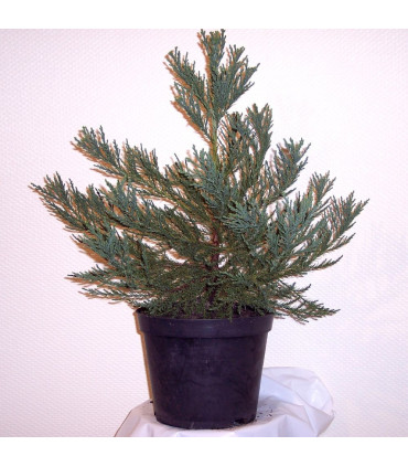 SEQUOIADENDRON giganteum / SEQUOIA GEANT