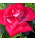 Rosier Buisson Rose Gaujard®