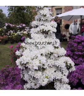 AZALEA japonica blanche / AZALEE DU JAPON BLANCHE