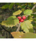 SORBUS torminalis / ALISIER DES BOIS