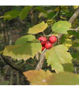 SORBUS torminalis / ALISIER DES BOIS