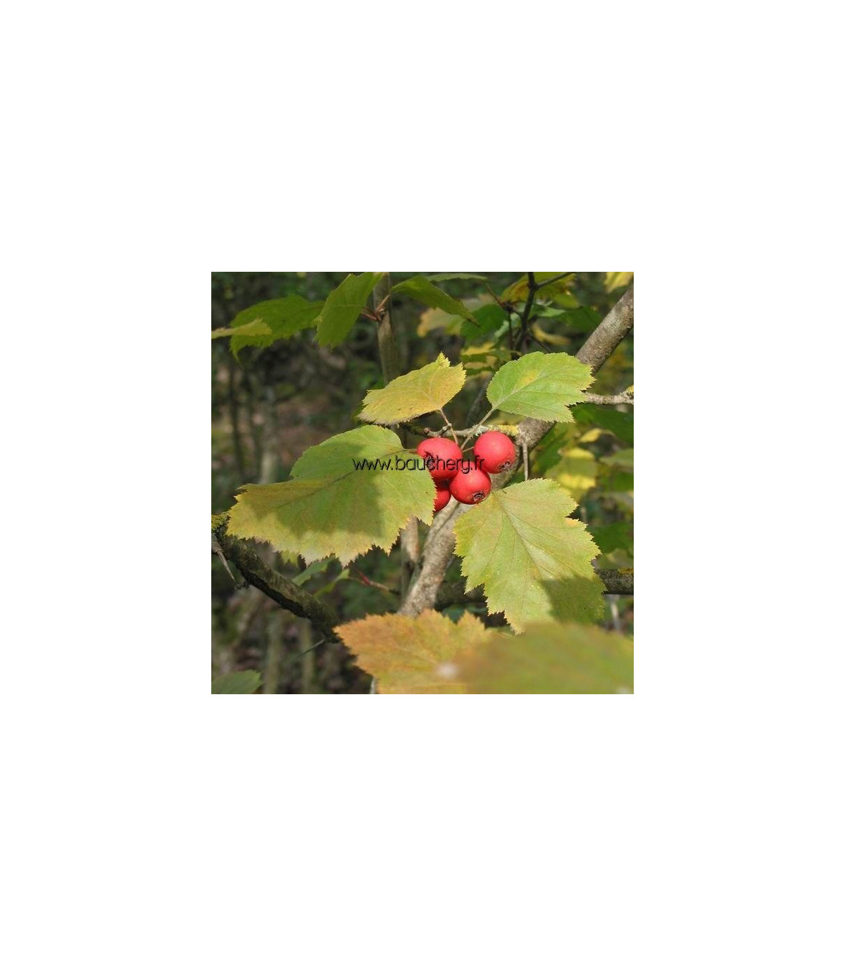 SORBUS torminalis / ALISIER DES BOIS