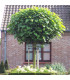 CATALPA bignonioides Nana / CATALPA BOULE