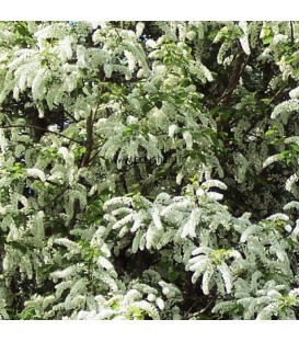 PRUNUS padus / CERISIER A GRAPPES