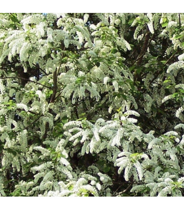 PRUNUS padus / CERISIER A GRAPPES