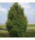 CARPINUS betulus Fastigiata / CHARME PYRAMIDAL