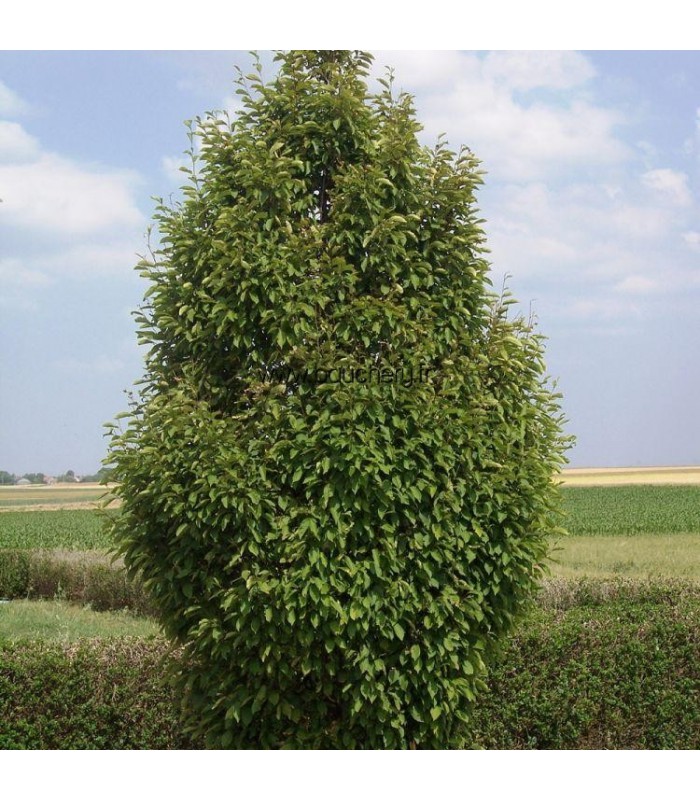 CARPINUS betulus Fastigiata / CHARME PYRAMIDAL