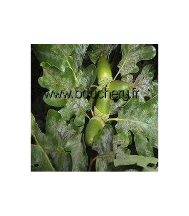 QUERCUS petraea / CHENE ROUVRE, SESSILE
