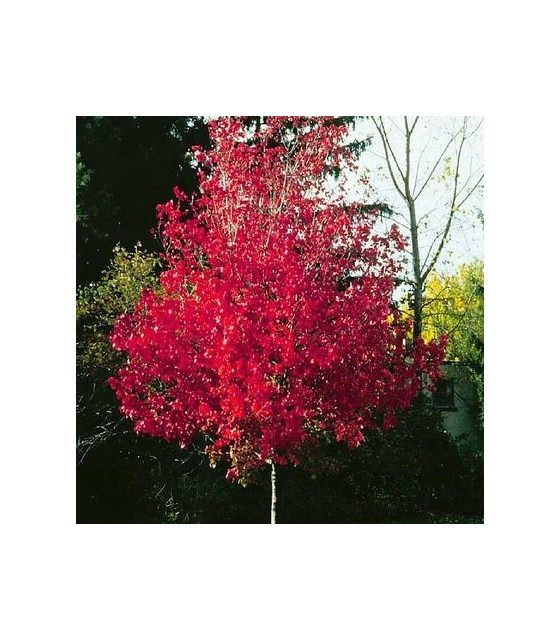 Acer Rouge Acer - Érable - Rubrum - Rouge - Amérique - Pépinières Bauchery