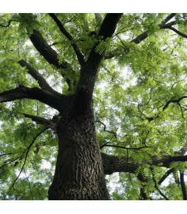JUGLANS nigra / NOYER NOIR D'AMERIQUE