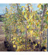 ULMUS Lutece® Nanguen / ORME DE LUTECE® NANGUEN