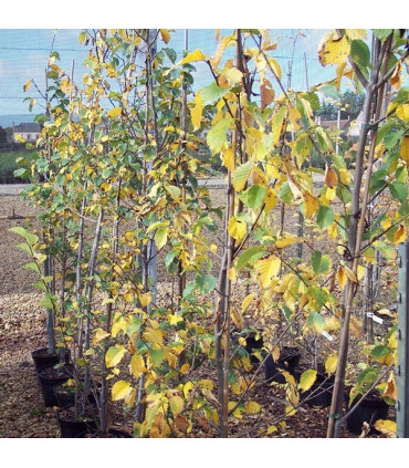 ULMUS Lutece® Nanguen / ORME DE LUTECE® NANGUEN