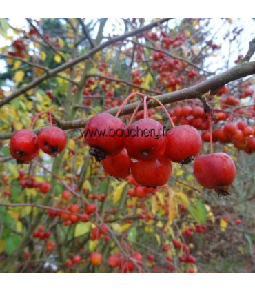 MALUS Everest / POMMIER A FLEURS EVEREST