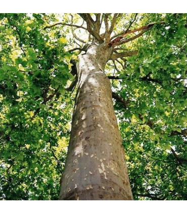PLATANUS acerifolia / PLATANE A FEUILLES D'ERABLE