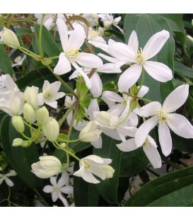 Clematis Armandii / Clematite Armandii