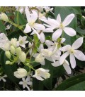 Clematis Armandii / Clematite Armandii