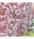 WISTERIA floribunda Pink Ice / GLYCINE DE CHINE ROSE