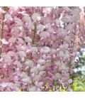 Wisteria Floribunda Pink Ice / Glycine de Chine Rose