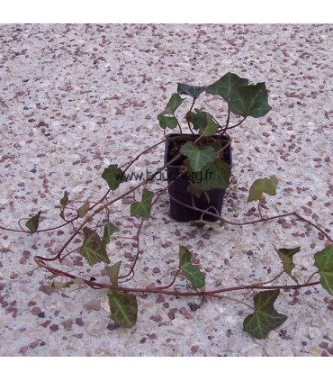HEDERA hibernica / LIERRE D'IRLANDE
