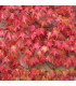 PARTHENOCISSUS tricuspidata Robusta / VIGNE VIERGE ROBUSTA