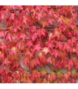 PARTHENOCISSUS tricuspidata Robusta / VIGNE VIERGE ROBUSTA