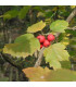 SORBUS torminalis / ALISIER