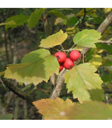 SORBUS torminalis / ALISIER