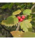SORBUS torminalis / ALISIER